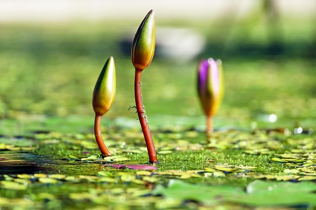 Water lilies